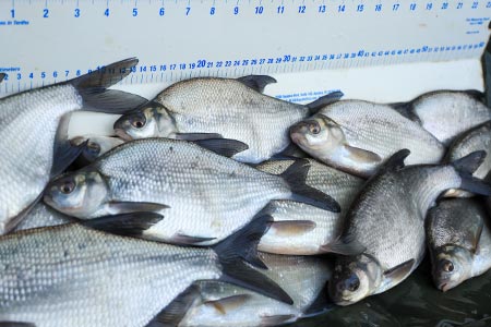 Bream For Sale