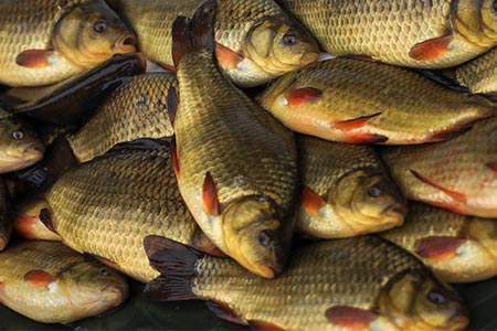 Crucian Carp For Sale