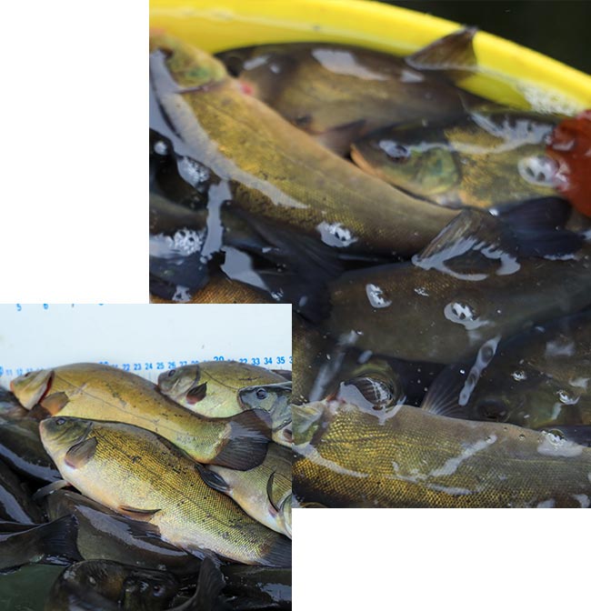 Tench for sale