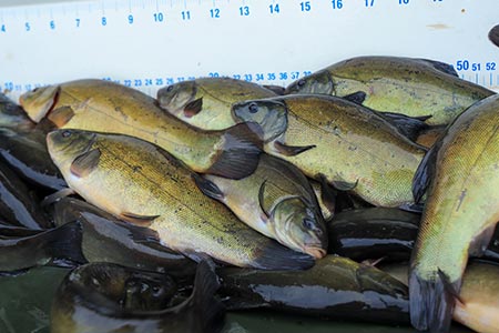 Tench For Sale