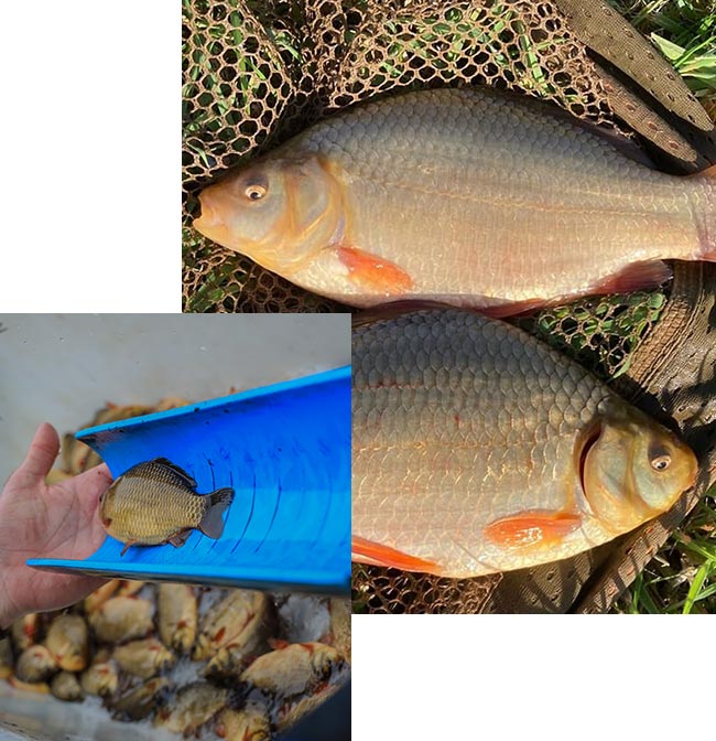 Crucian Carp for sale